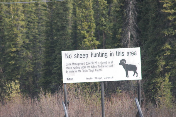 Geen jacht op (berg) schapen toegestaan