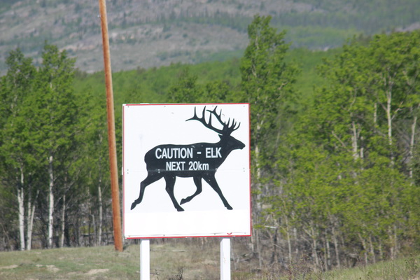 Elk / Herten