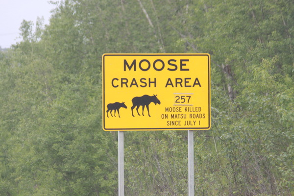 Moose aanrijdingen 
257 dode Elanden door aanrijdingen in bijna een jaar rond Anchorage (Alaska)
