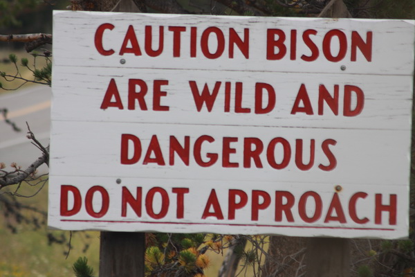 Bizons zijn wild en gevaarlijk, niet benaderen