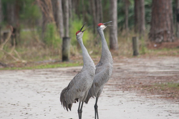 Florida Kraanvogels