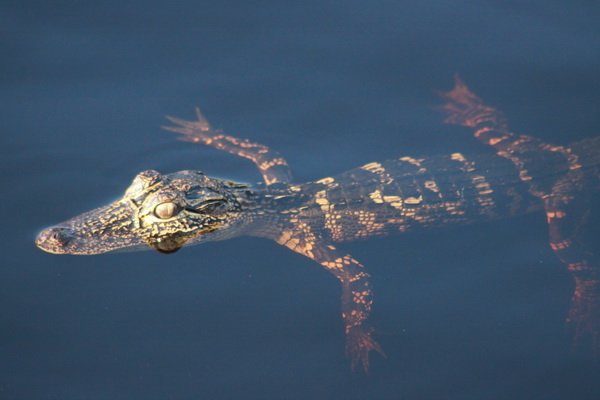Een jonge Alligator