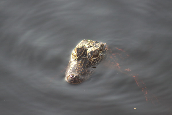 Een jonge Alligator
