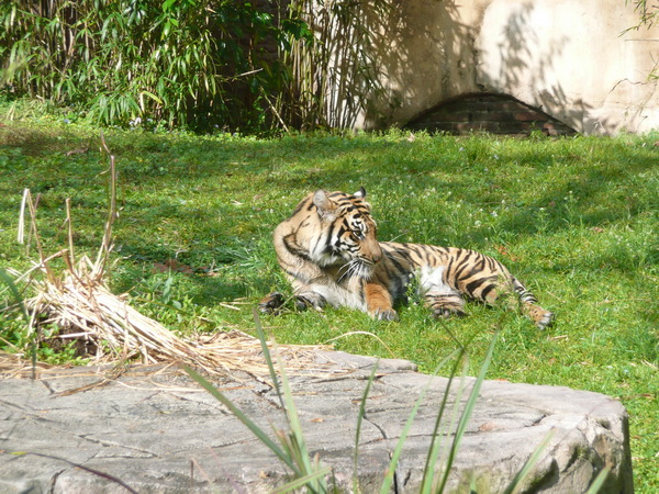 Pangani Forest Exploration trail
Wandeling door tropisch oerwoud met diverse dieren
