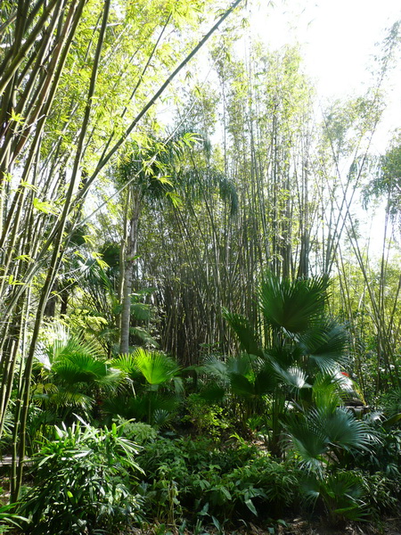 Pangani Forest Exploration trail
Wandeling door tropisch oerwoud met diverse dieren