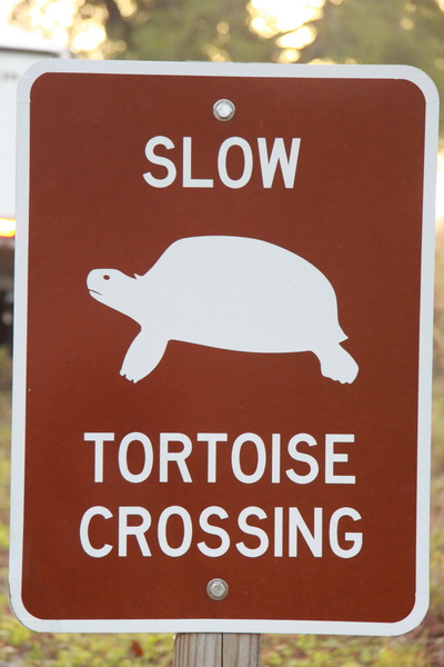 Schildpadden kunnen oversteken