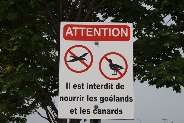 Vogels en eenden niet voeren