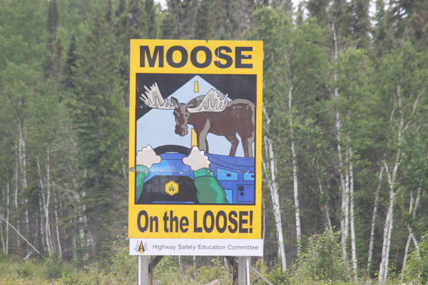Moose on the loose...