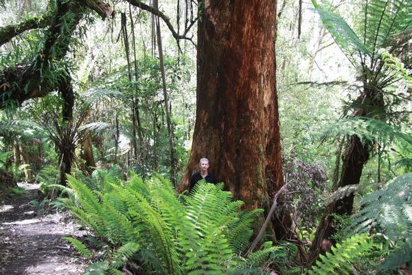 Fred november 2015 - Great Otway NP (Victoria, Australie)
Bij een grote boom en veel groen en varens