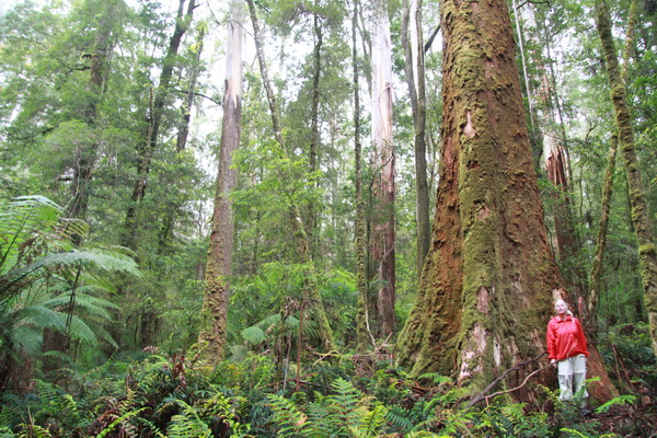 Magda november 2015 - Great Otway NP (Victoria, Australie)
Ook bij een grote boom en veel groen en varens