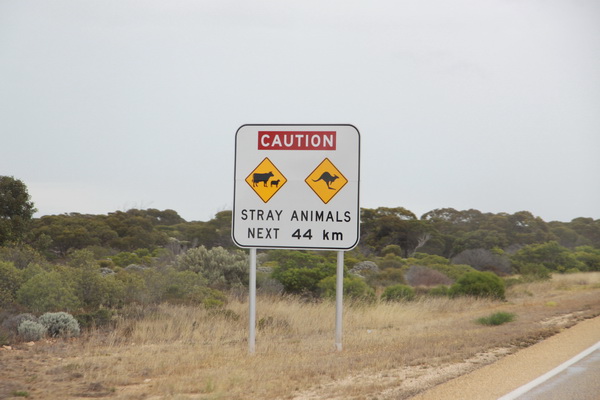 Waarschuwing, loslopende dieren (koeien en kangaroes)