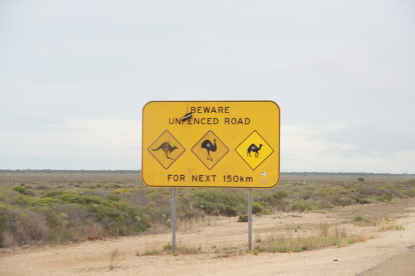 Waarschuwing, geen hekken. Kamelen, Kangaroos en Emu's de volgende 150km
