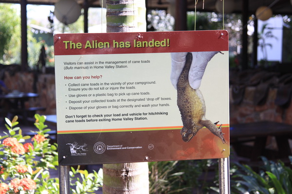 The Alien has landed
Ook in Kimberley - WA, Cane Toad invasie vanuit Queensland