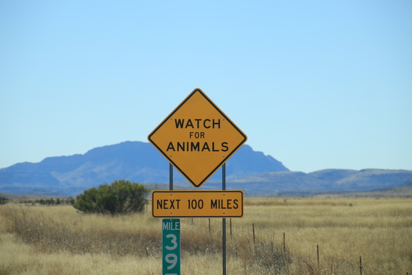 Pas op voor dieren de komende 160km