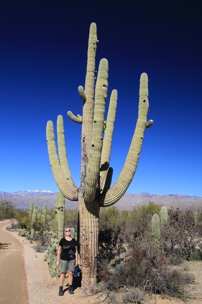 Magda januari 2017 - Saguaro NP (Arizona, USA)
Bij een grote Saguaro