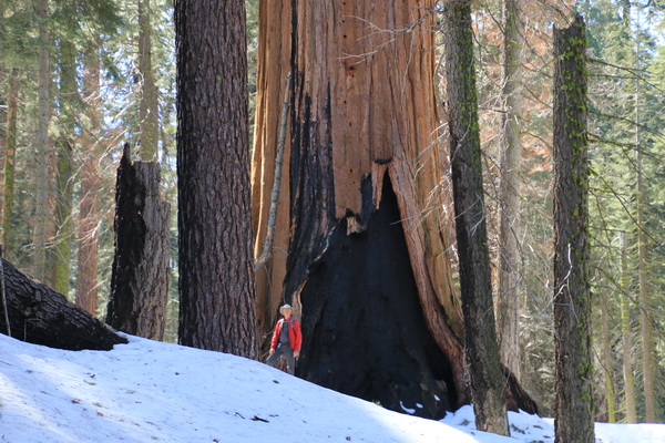 Fred april 2017 - Sequioa NP (Californie, USA)
Bij een van de gigantische Sequoia bomen