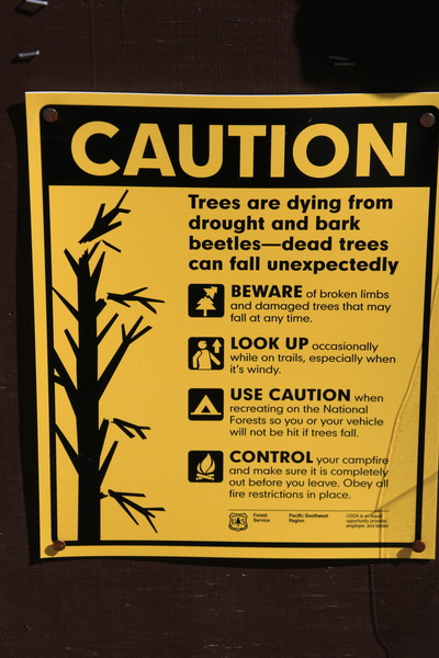 Waarschuwing voor door droogte en bark beetles dode bomen, takken kunnen onverwachts naar beneden komen