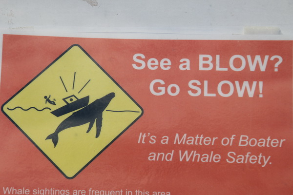 Zie je een walvis blow, verminder (boot) snelheid