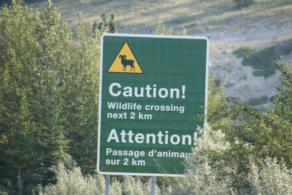 Waarschuwing voor dieren oversteek