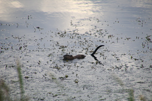 Waarschijnlijk een muskusrat in het meertje