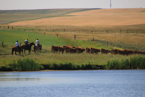 Cowboys drijven koeien langs ons