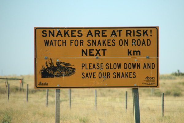 Slangen worden bedreigd, rem af en red slangen op de weg