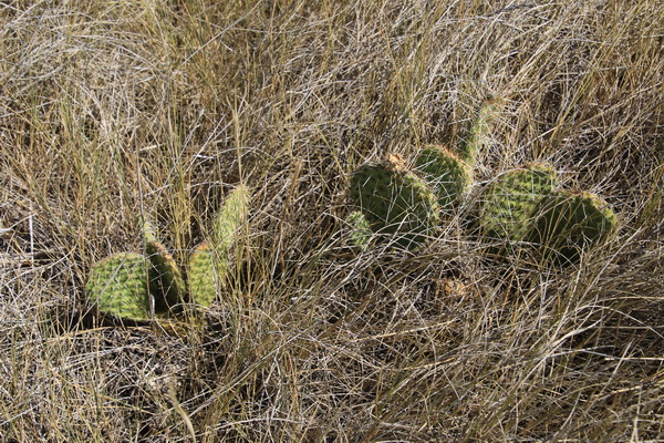 Cactussen in het gras