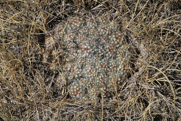 Cactussen in het gras