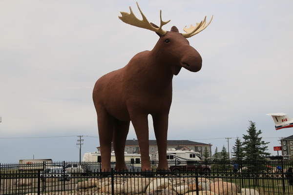 Een "big" Moose