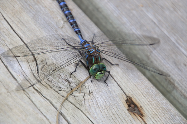 Libelle