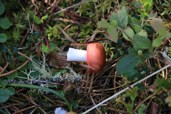 Paddenstoelen