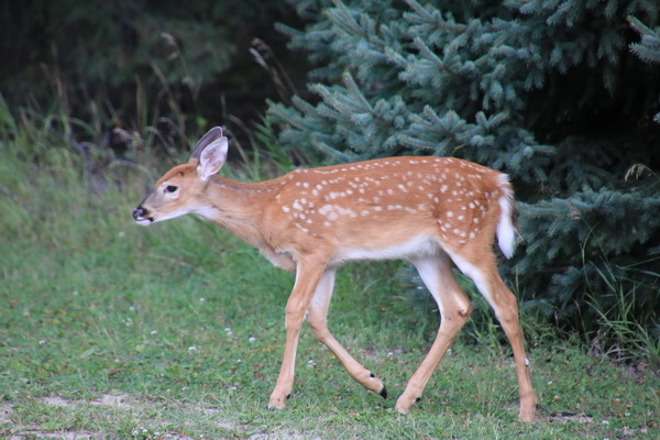 Bambi