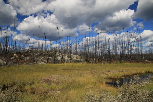 Verbrand bos bij Dickens Lake