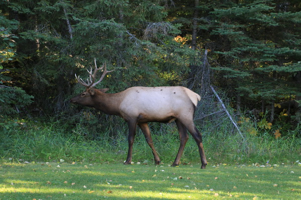 Elk