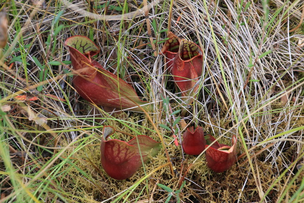Vleesetende planten langs de Boundary Bog Trail 