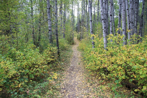 De Spruce River Highlands Trail 