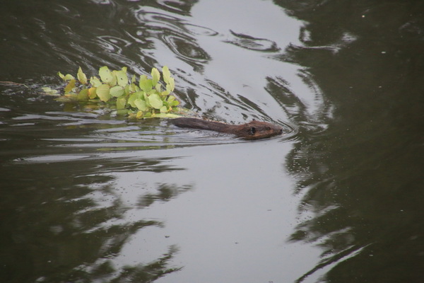 Bever aan het werk