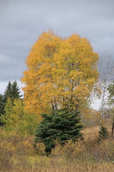 Herfstkleuren