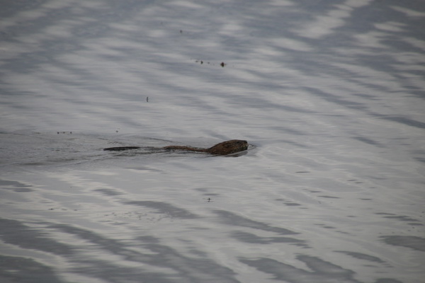Opnieuw een bever
