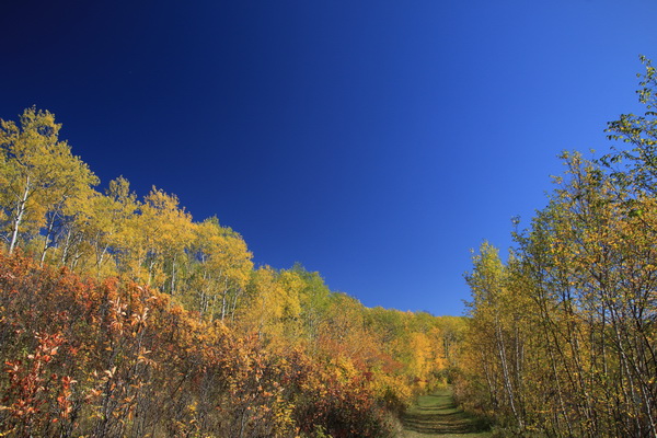 Herfstkleuren tegen een blauwe lucht
