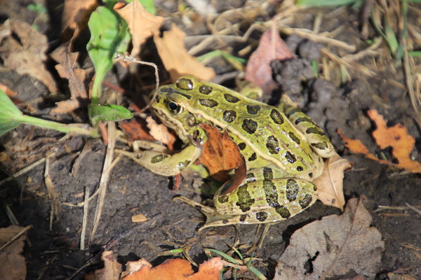 Groene kikker