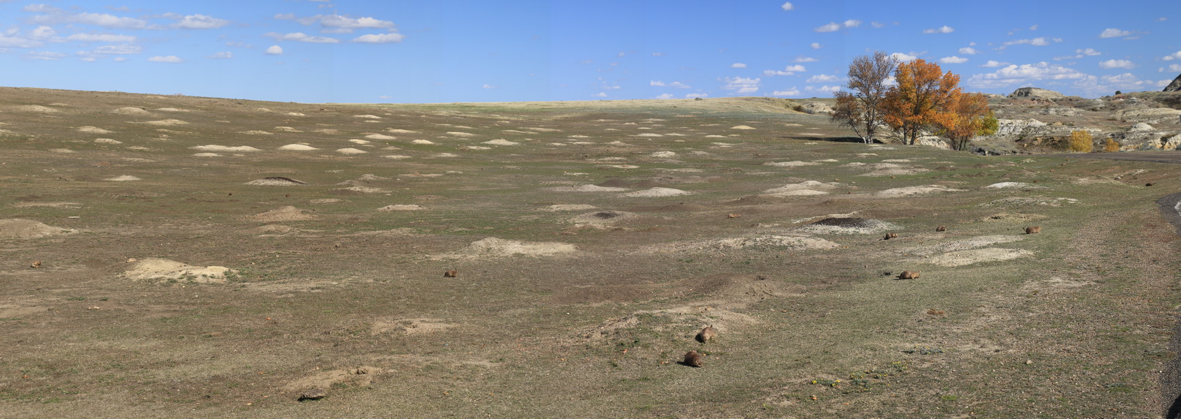 Prairie dog town, een hele 'stad' met holen en prairie dogs