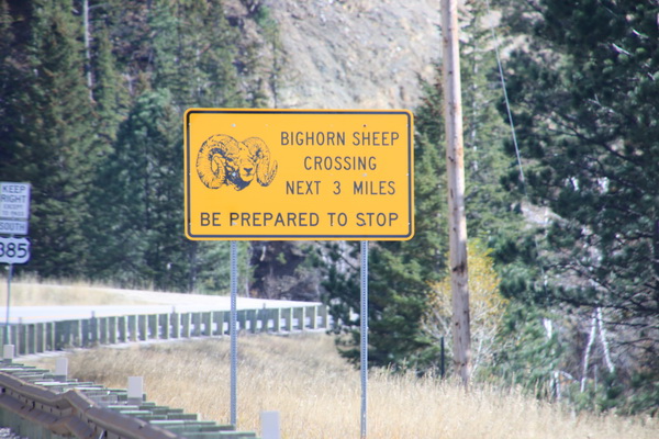 Overstekende Bighorn sheep