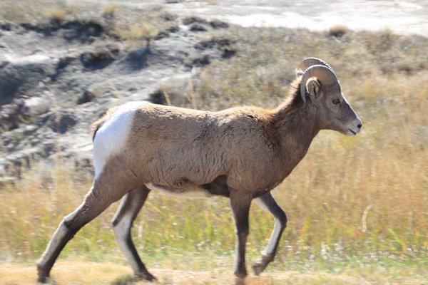 Bighorn Sheep, met nog kleine hoorns