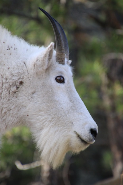 Schitterende Mountain Goat, er liepen er verschillende