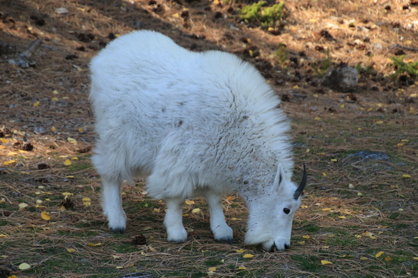 Schitterende Mountain Goat, er liepen er verschillende