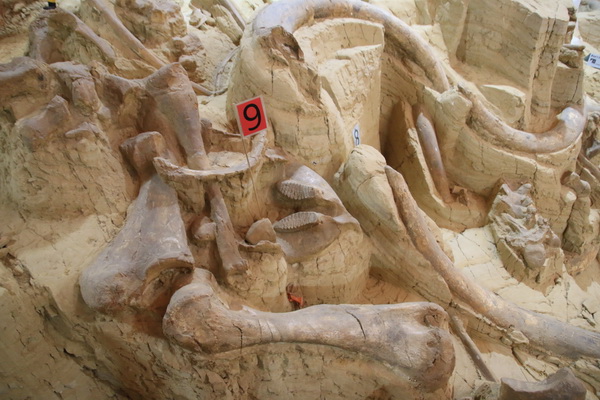 Overdekte opgraving met tot nu toe resten van 61 individuele Mammoeten in een sinkhole