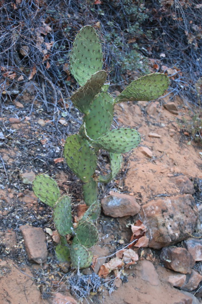 Mooie lidcactus (prickly pear)
