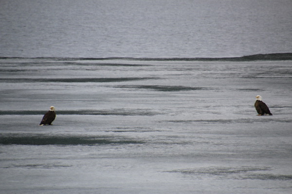 Twee bald eagles op het ijs