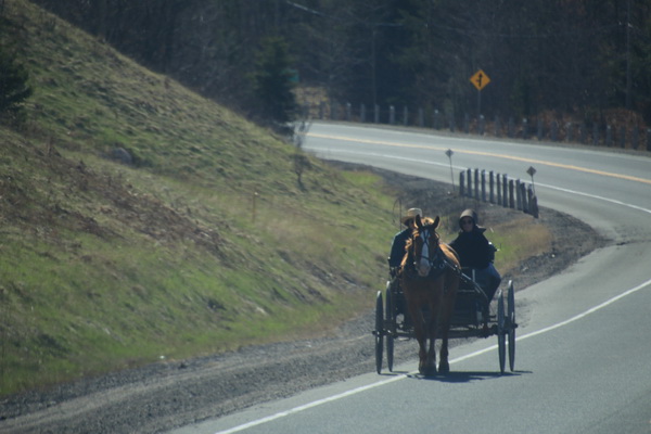 Paard en wagen op de snelweg